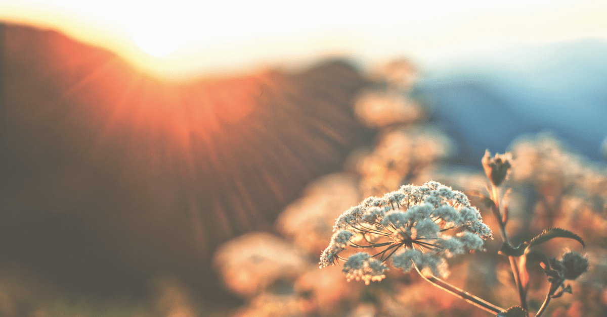 how branding changes you featured image of a sunrise over a desert flower
