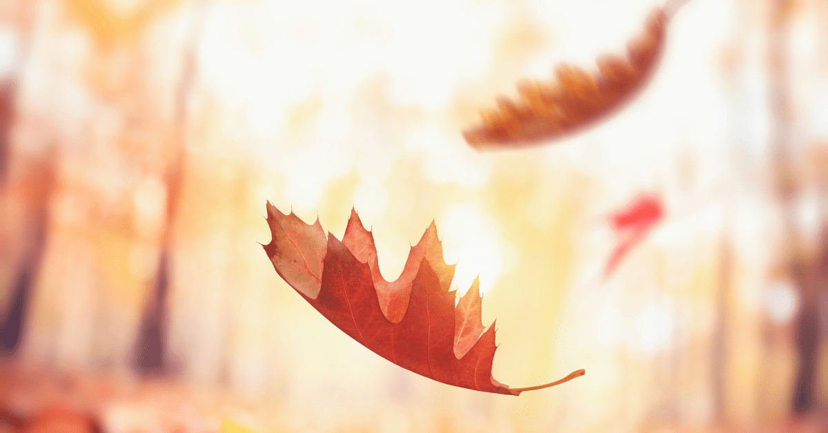 Falling autumn leaves symbolizing release and balance, reflecting the essence of soulful marketing.